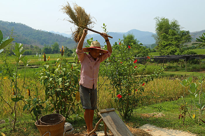 riziculture battage Luang Prabang